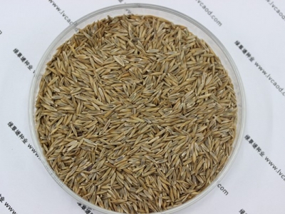 白標(biāo)高羊茅種子價(jià)格，多少錢一斤