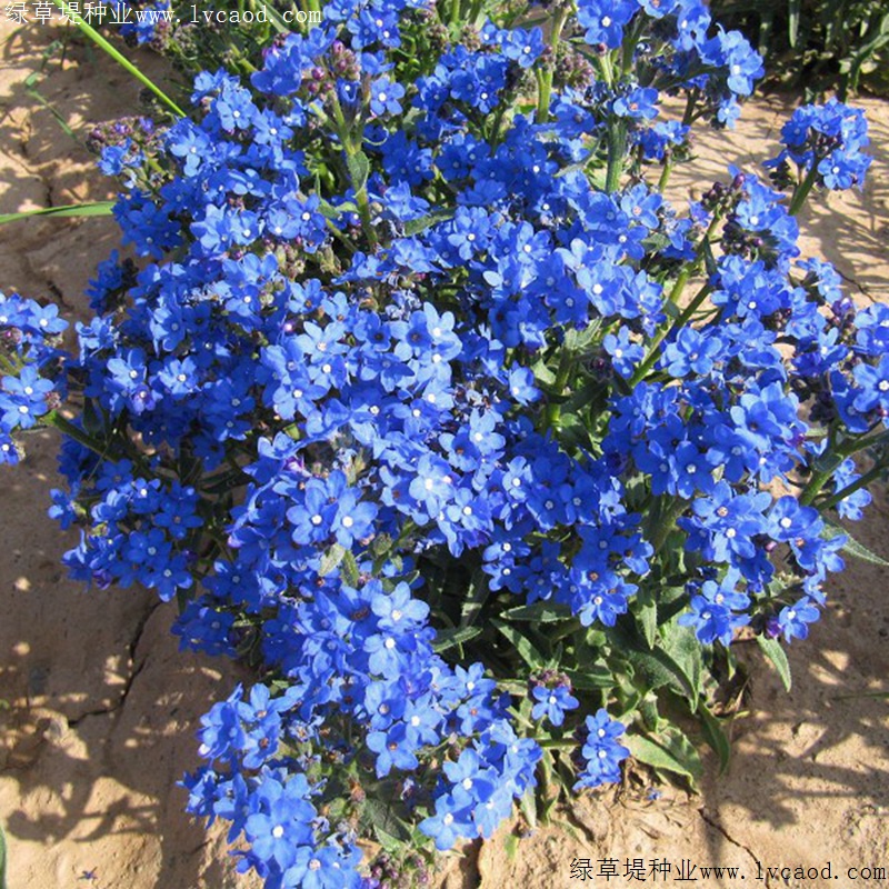 南非牛舌草 南非牛舌草