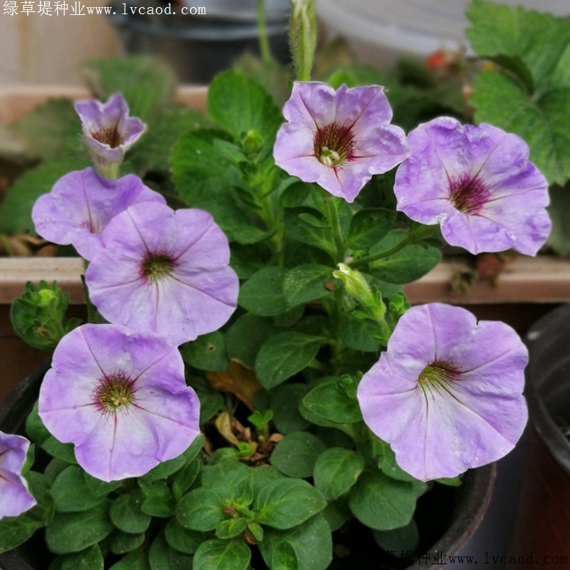 矮牽牛進(jìn)口 矮牽牛進(jìn)口