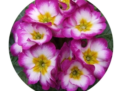 歐洲報(bào)春種子的零售價(jià)格是多少？