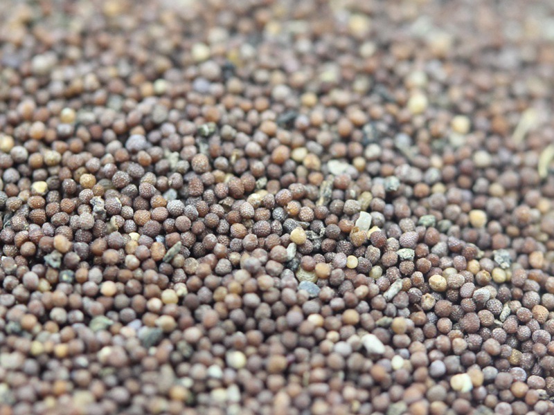 矮牽牛進(jìn)口 矮牽牛進(jìn)口