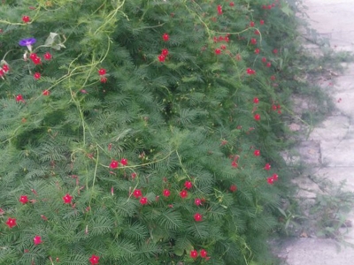 羽葉蔦蘿種子哪里有得賣(mài)？