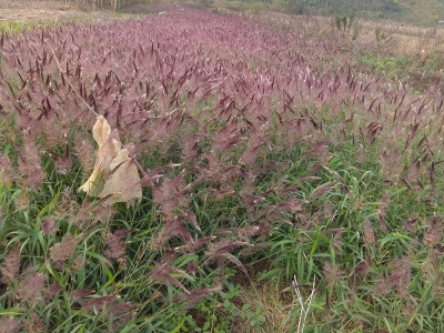 糖蜜草種子應該去哪兒買？