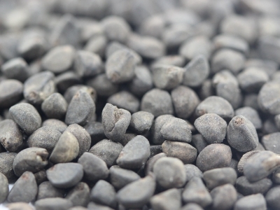 鶯蘿種子的播種量控制在多少？