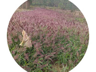 糖蜜草種子可以去哪里批發(fā)？