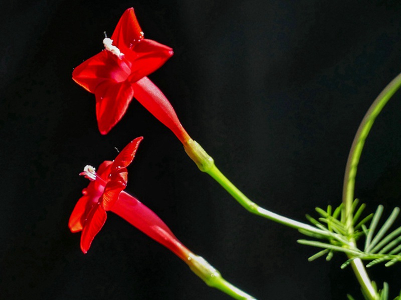 1598798043448401.jpg 5.jpg