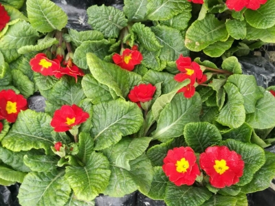 歐洲報(bào)春種子市場(chǎng)最新報(bào)價(jià)是多少？