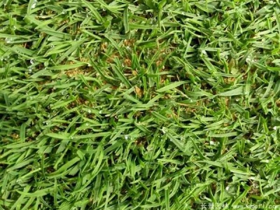 結縷草種子怎么催芽？