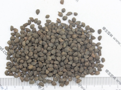 如何提高鶯蘿的發(fā)芽率？