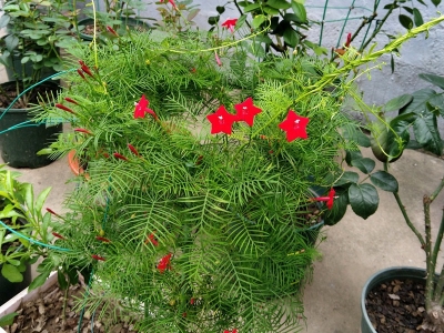 蔦蘿種子應(yīng)該去哪里購買？