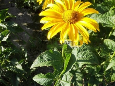 日光菊種子什么時(shí)候播種