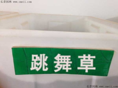 跳舞草種子價格，多少錢一斤？