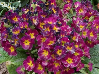 歐洲報(bào)春種子多少錢一斤