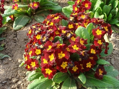 歐洲報(bào)春種子幾天發(fā)芽？