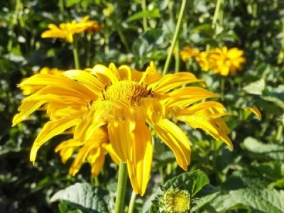 日光菊種子在播種后幾天發(fā)芽？