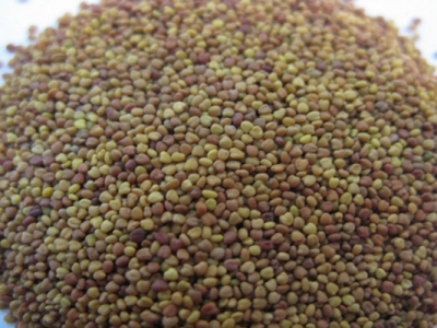 每畝用多少斤白三葉草種子？