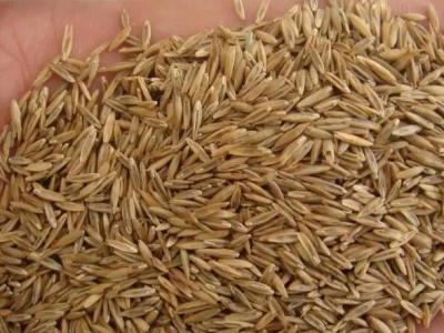 高羊茅種子多少錢(qián)一斤