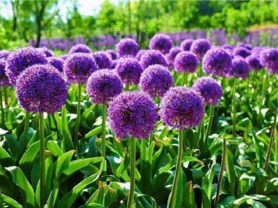 大花蔥種子多長時間開花?