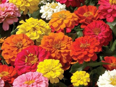 百日草種子真的長(zhǎng)年開(kāi)花嗎？