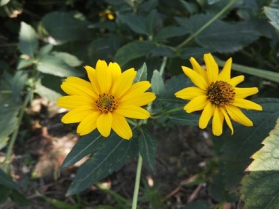 日光菊種子種植時(shí)間是幾月？