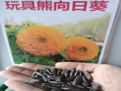 玩具熊向日葵種子生長周期？