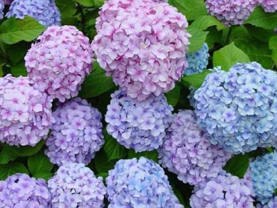 繡球花種子什么時(shí)候種植最好？