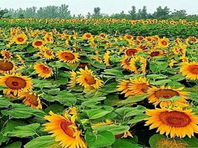 矮向日葵種子幾天發(fā)芽？