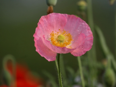 虞美人種子幾天能發(fā)芽？