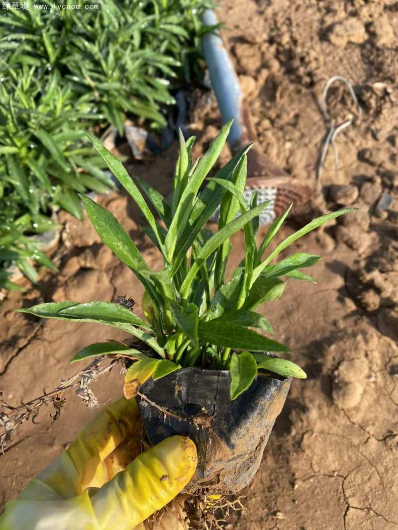 荷蘭菊盆栽